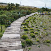 石狩浜海浜植物保護センター