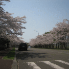 戸田記念墓地公園「桜」