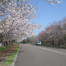 戸田記念墓地公園「桜」