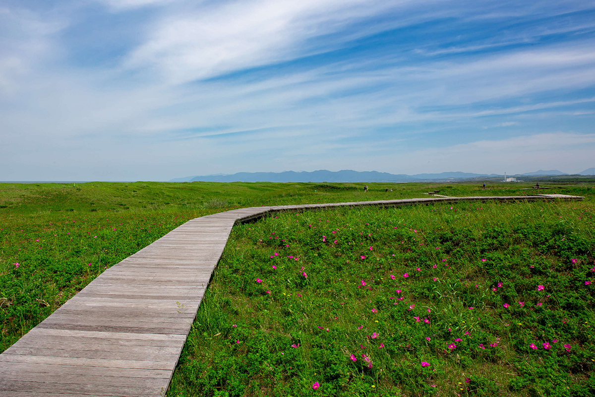 はまなすの丘公園