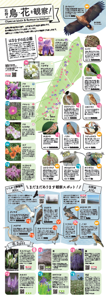 石狩の鳥・花を観察